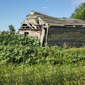 Ranch Time = cattle, driving lessons, and face plants in the&nbsp;dirt