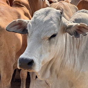 Cattle & Conservation